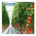 Cine de plástico comercial Agricultura de tomate invernadero